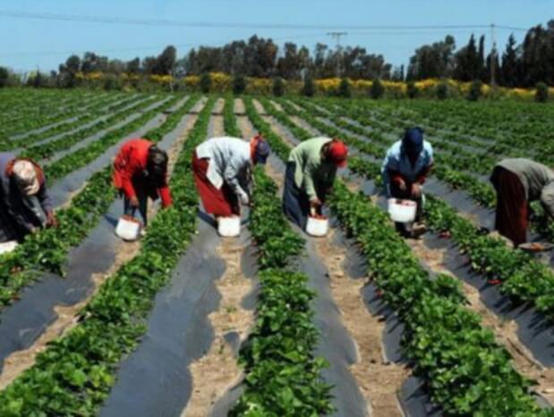 Casamance: La BAD approuve l’agropole Sud